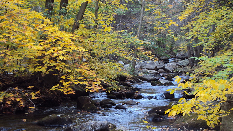 Harriman foliage