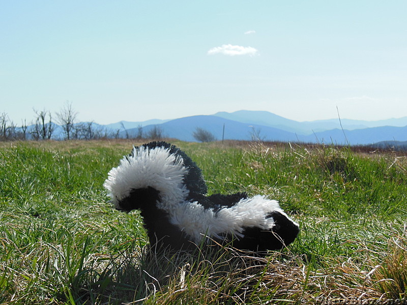 pepe at beauty spot