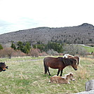 ponies by hikerboy57 in Views in Virginia & West Virginia