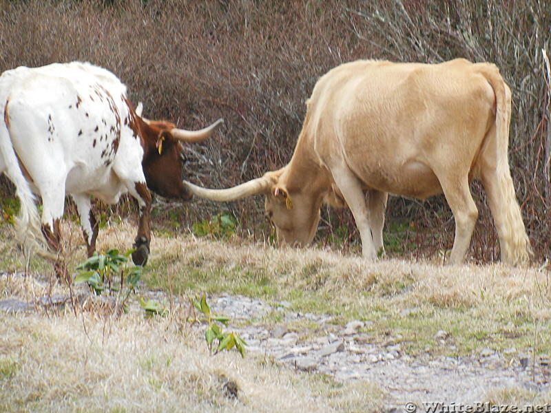 herd of cows