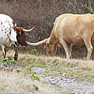 herd of cows by hikerboy57 in Views in Virginia & West Virginia