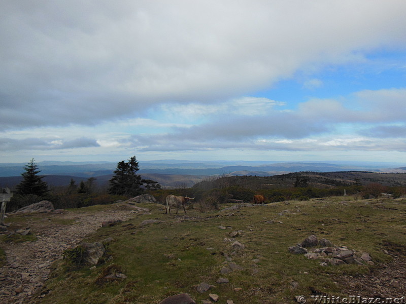 on the way up to rhododendron gap