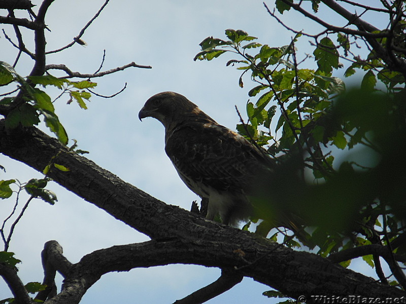 red tail hawk