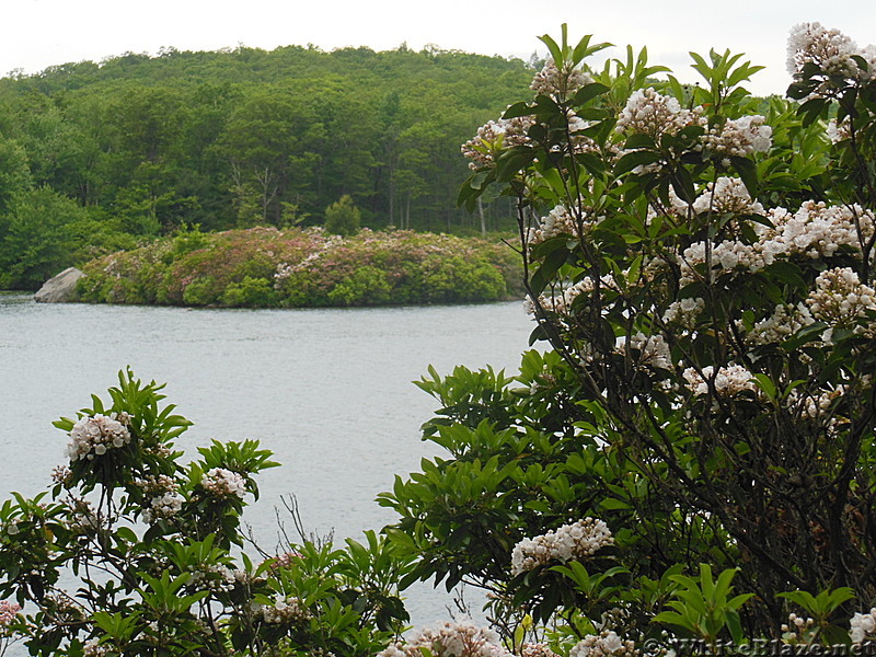 mountain laurel