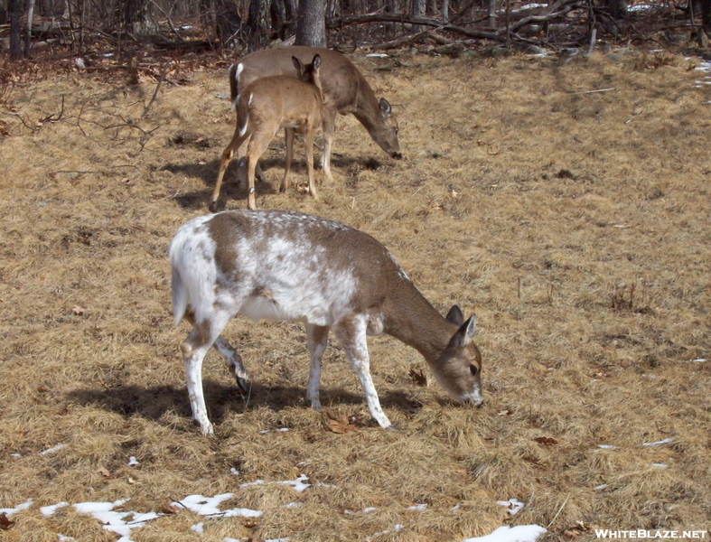 Very White Whitetail Deer