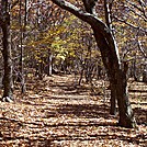 Autumnal Tunnel