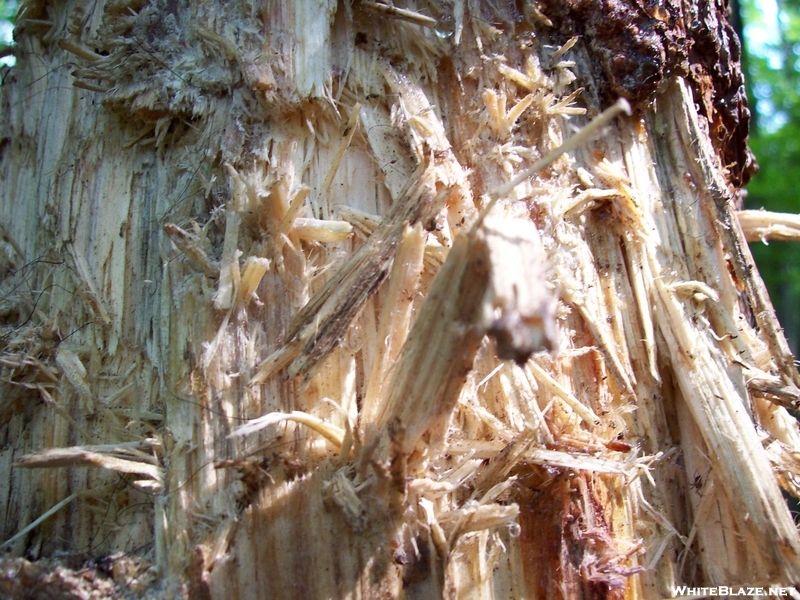 Bear Fur, Claw and Teeth marks on a bear gnawed White Pine