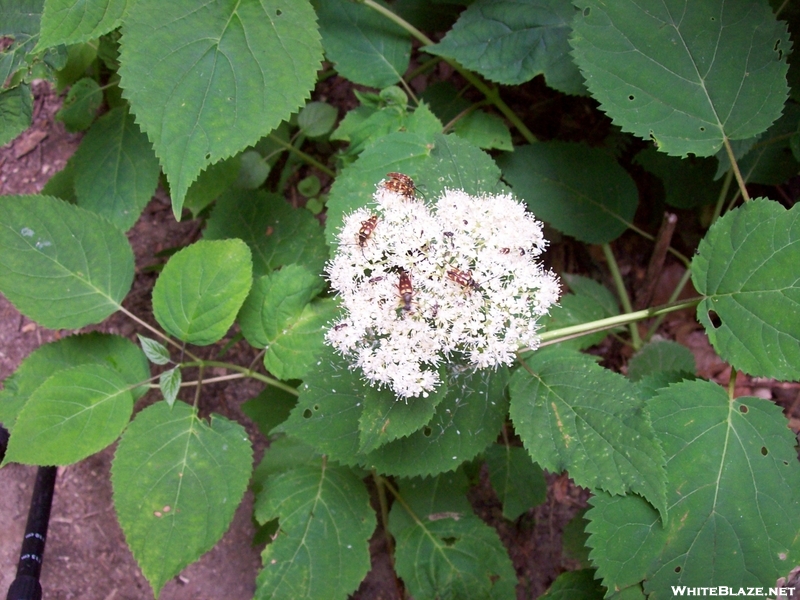 Beetles on Hydrangea