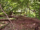 Buck Bedded Down Near Lewis Mt Campground by Furlough in Section Hikers