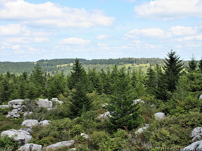 Dolly Sods Ridge Line View