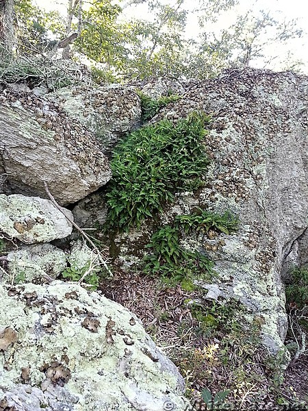 Ferns lichen and moss