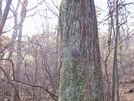 Old At Marker Near Hogwallow Flats Snp by Furlough in Trail & Blazes in Virginia & West Virginia