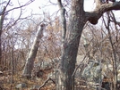 Old At Marker On N Mt Marshall Va by Furlough in Trail & Blazes in Virginia & West Virginia