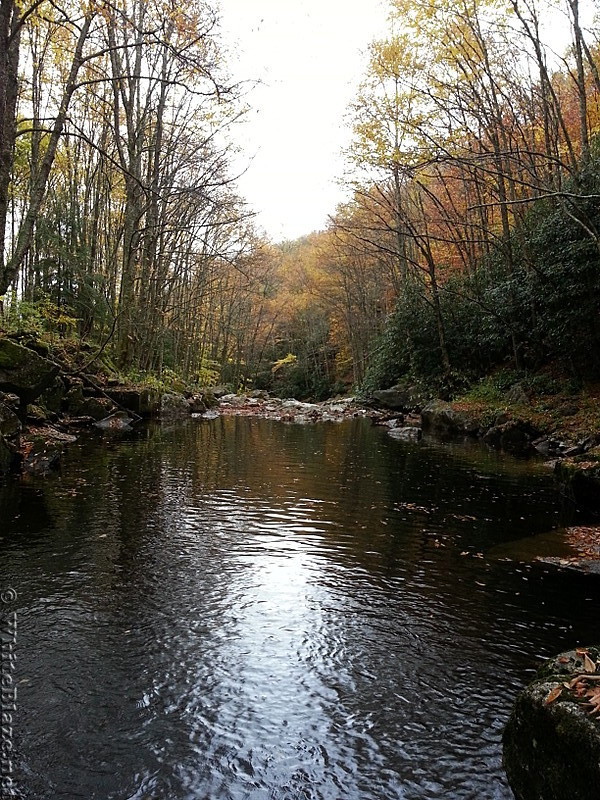 Tea Creek Wilderness in WVA