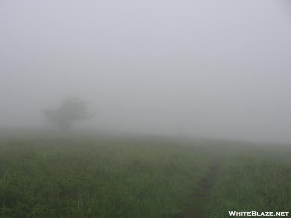 Teatime's Spring 2006 Section Hike