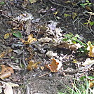 A Snake in the Trail