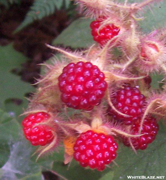 Red Raspberrys