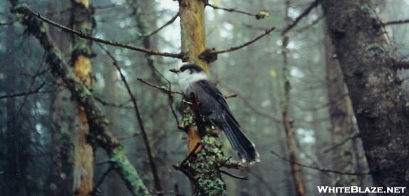 Scrub Jay