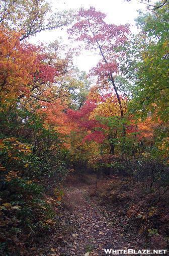 Fall color Oct 11th 2006