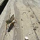 grasshopper by btfire in Thru - Hikers