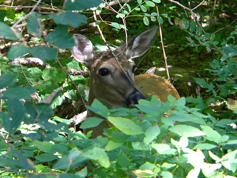 Shenandoah Summer 2011