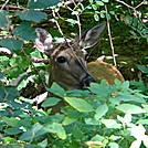 Shenandoah Summer 2011 by Prettywoman0172 in Section Hikers