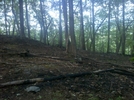 Forest Fire Damage - Salisbury, Ct May 2011 Fire, Taken 6/4/11