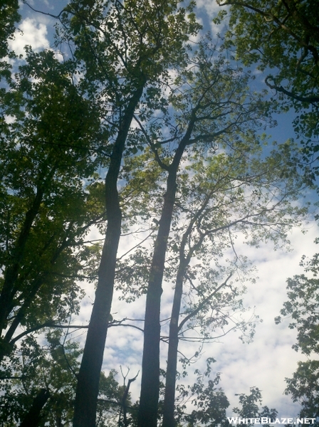 Forest Fire Damage - Salisbury, Ct May 2011 Fire, Taken 6/4/11