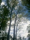 Forest Fire Damage - Salisbury, Ct May 2011 Fire, Taken 6/4/11