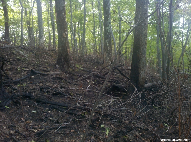 Forest Fire Damage - Salisbury, Ct May 2011 Fire, Taken 6/4/11