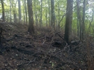 Forest Fire Damage - Salisbury, Ct May 2011 Fire, Taken 6/4/11