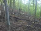 Forest Fire Damage - Salisbury, Ct May 2011 Fire, Taken 6/4/11