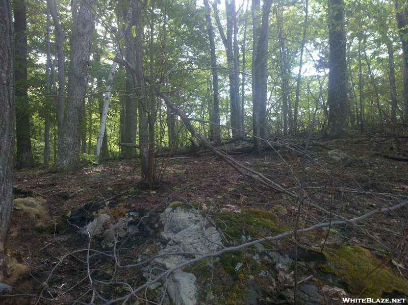 Forest Fire Damage - Salisbury, Ct May 2011 Fire, Taken 6/4/11