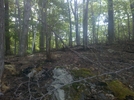 Forest Fire Damage - Salisbury, Ct May 2011 Fire, Taken 6/4/11