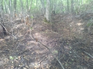 Forest Fire Damage - Salisbury, Ct May 2011 Fire, Taken 6/4/11