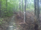 Forest Fire Damage - Salisbury, Ct May 2011 Fire, Taken 6/4/11 by Driver8 in Trail & Blazes in Connecticut