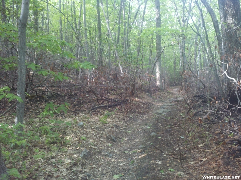 Forest Fire Damage - Salisbury, Ct May 2011 Fire, Taken 6/4/11