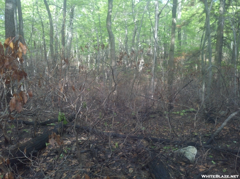 Forest Fire Damage - Salisbury, Ct May 2011 Fire, Taken 6/4/11