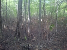 Forest Fire Damage - Salisbury, Ct May 2011 Fire, Taken 6/4/11