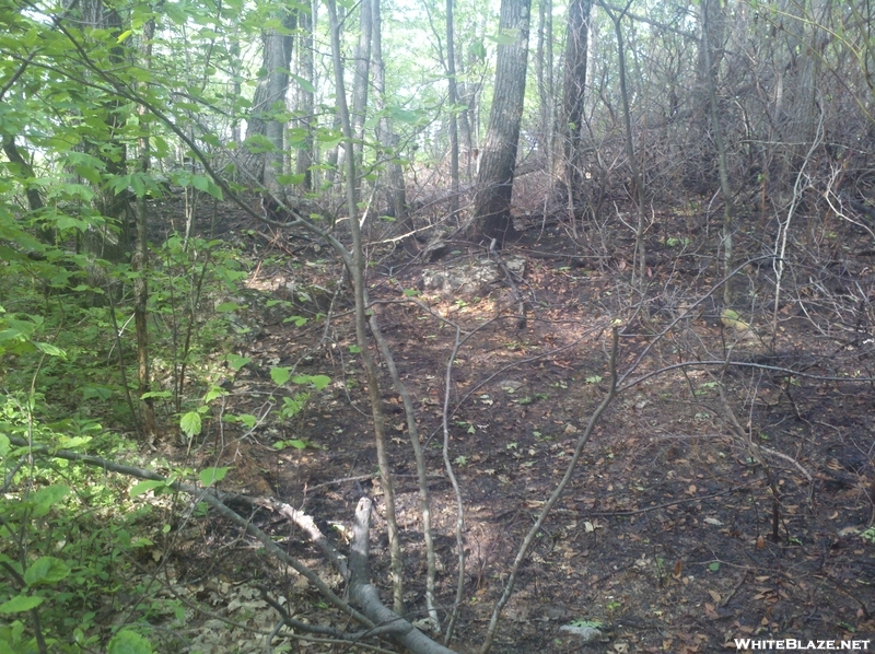 Forest Fire Damage - Salisbury, Ct May 2011 Fire, Taken 6/4/11