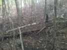 Forest Fire Damage - Salisbury, Ct May 2011 Fire, Taken 6/4/11