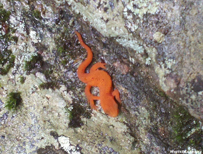 Red Eft Climbing Boulder in Race Brook, Sheffield, Mass.