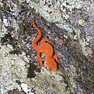 Red Eft Climbing Boulder in Race Brook, Sheffield, Mass.