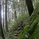 Southeastward Along Eastern Slope of Race Mountain from Amid Race Brook Falls, Sheffield, Mass., Jun