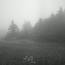 Foggy Mt. Greylock Summit, July 3, 2011