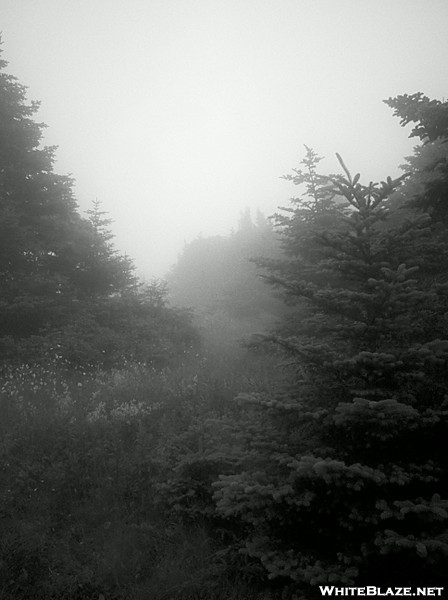 Foggy Mt. Greylock Summit, July 3, 2011