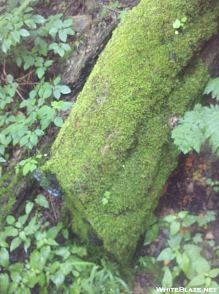 Mossy Log on March Cataract Trail, Mt. Greylock State Reservation, July 3, 2011