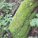 Mossy Log on March Cataract Trail, Mt. Greylock State Reservation, July 3, 2011 by Driver8 in Views in Massachusetts