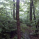 Forest at End of Stony Ledge, Mt. Greylock State Reservation, Massachusetts, July 3, 2011