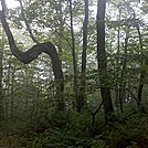 Forest at End of Stony Ledge, Mt. Greylock State Reservation, Massachusetts, July 3, 2011